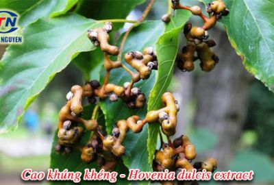 Cao khúng khéng - Hovenia Dulcis Extract